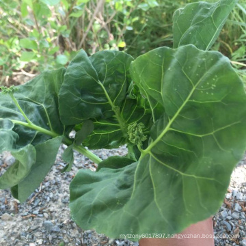 Vegetable seedlings F1 kale kailan Chinese  mushroom Mustard cabbage kale seeds